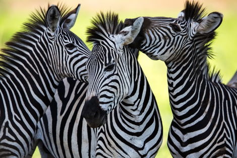 Afrique Du Sud : Circuit Safari dream, chutes Victoria & Parc Chobe