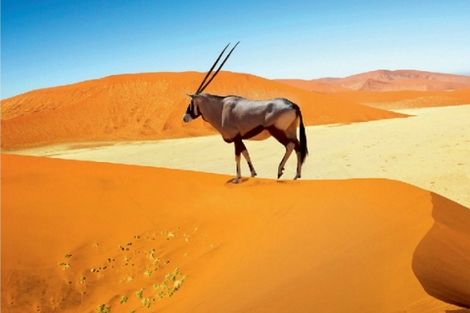Afrique Du Sud : Circuit Safaris & Dunes