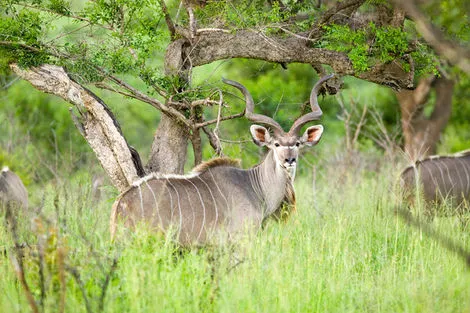 Animaux Parc Kruger