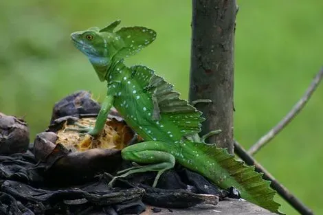 Iguane