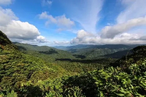 Jungle