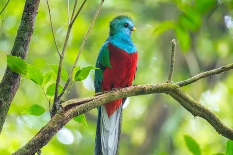 Oiseau de Monteverde
