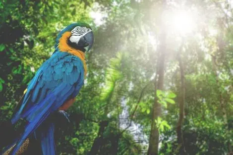 Circuit Costa Rica, Tentatrice Nature san_jose Costa Rica