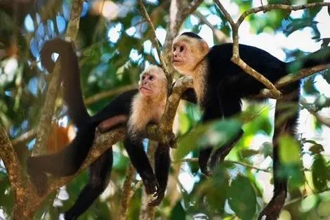singes