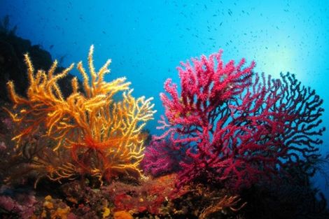 Fonds sous marins