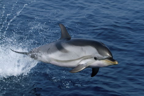 DAUPHIN