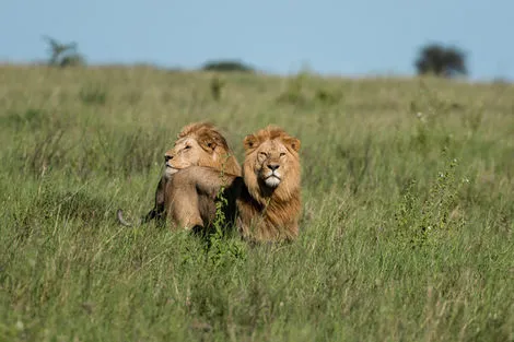 Amboseli - Lion