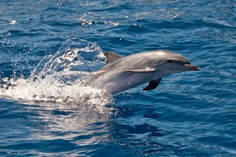 Dauphin