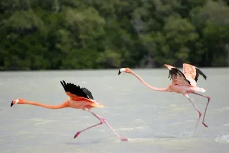 Flamants roses à Célestun