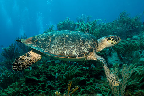 Tortue