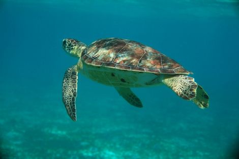 Tortue marine