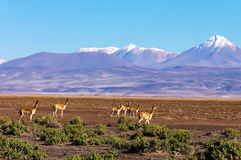 Altiplano, vigognes