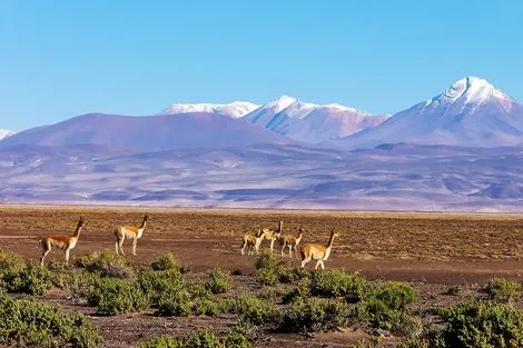 Vigognes sur l'Altiplano andin
