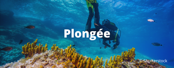 Plongée