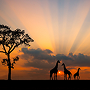 Afrique