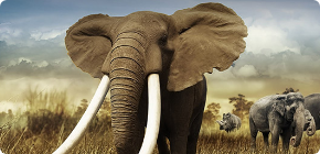 vacances dernière minute : Afrique